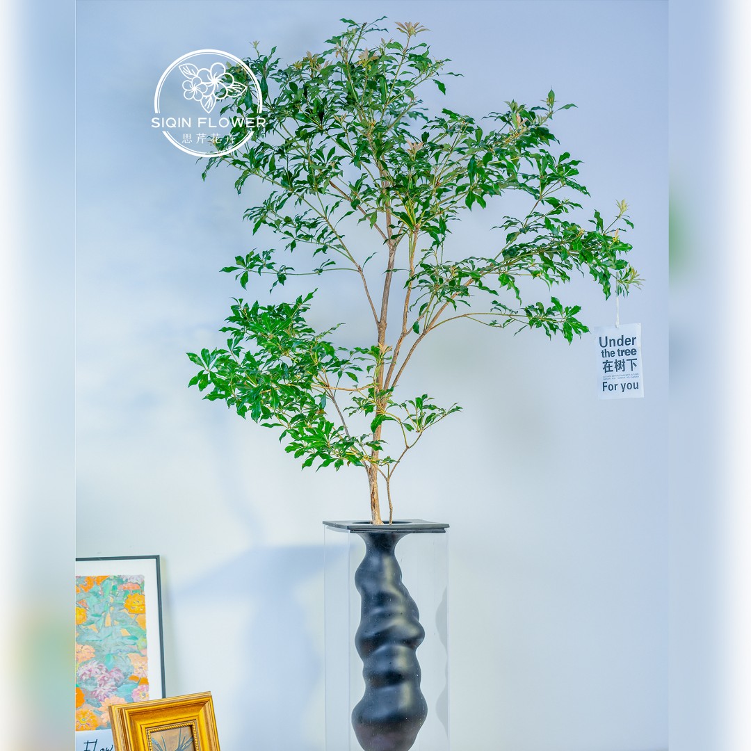 【思芹花卉|进口马醉木】家居水培好养小森林，顺丰冷链包邮