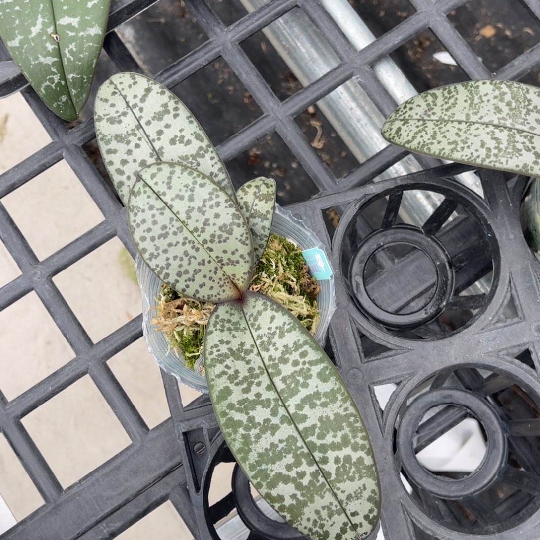 完全开放蝴蝶兰原生