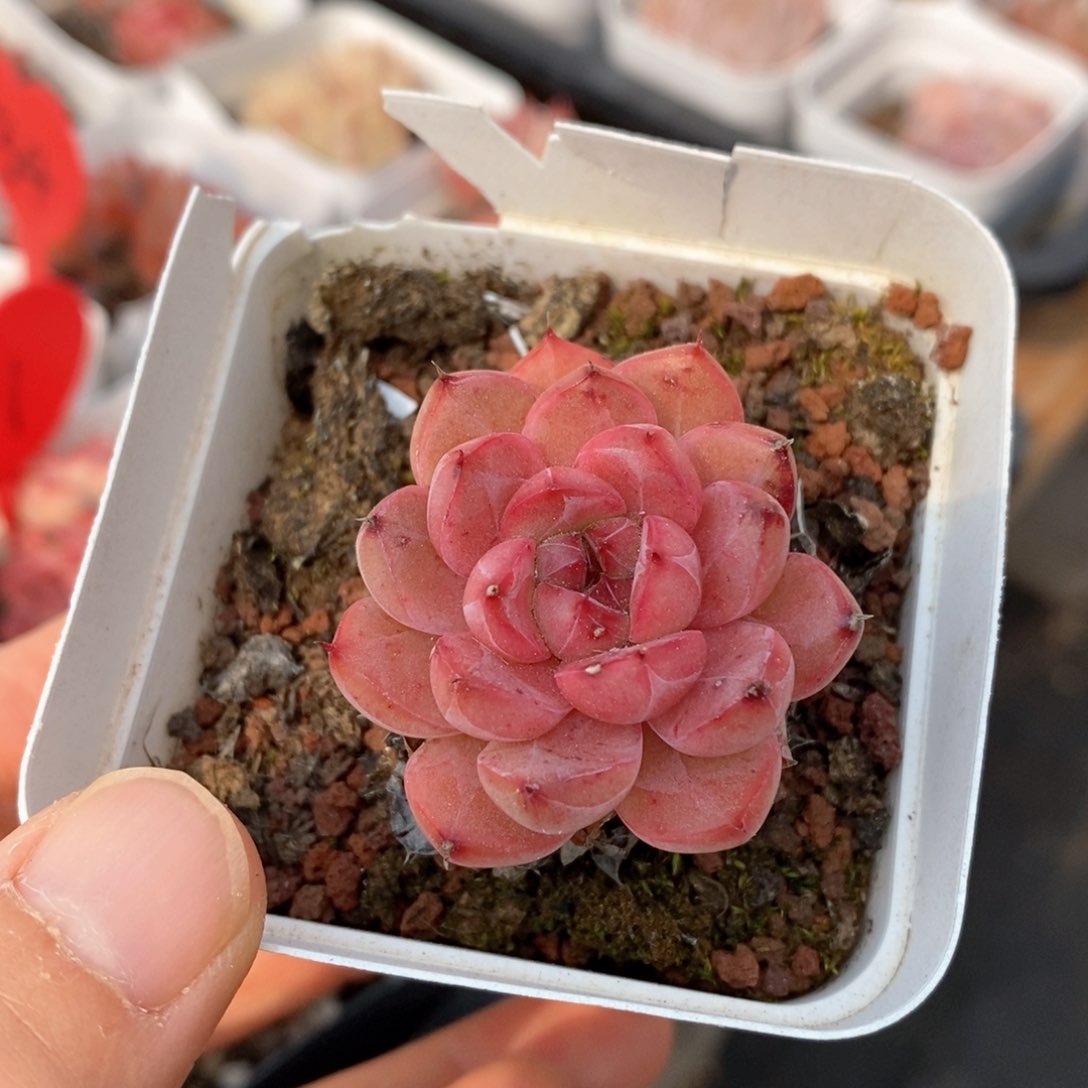 精品多肉一物一拍不包整139