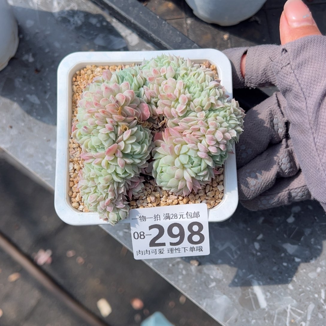 羊脂球缀化多肉多肉多肉