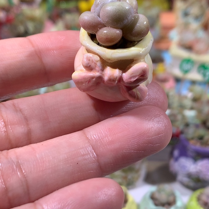 韩国精品奶酪发货    