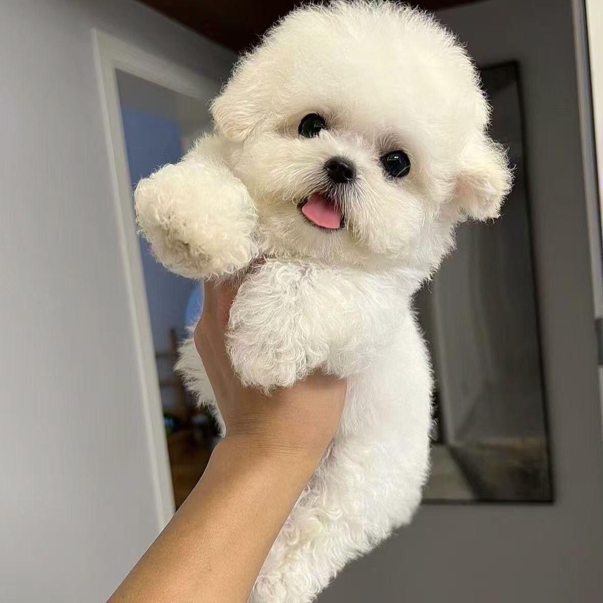 李萌 102 李恒比熊犬宠物狗米奇幼犬可爱小狗棉花便宜小型