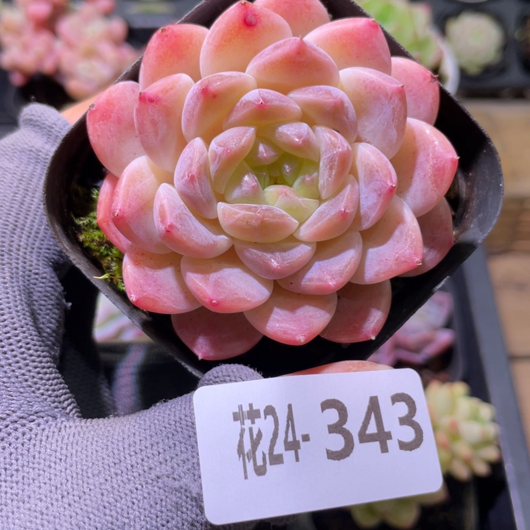 花利美24-343秘境冰魄