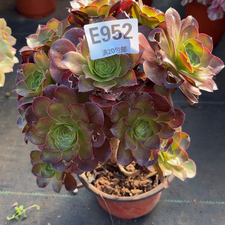 瑞妈多肉植物，952.