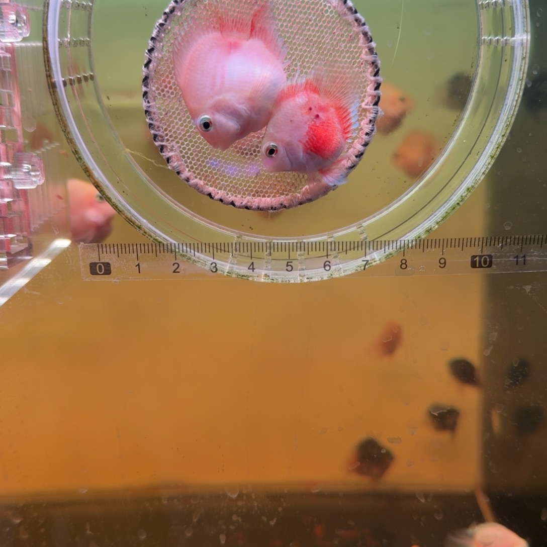 鹦鹉鱼胭脂粉一对