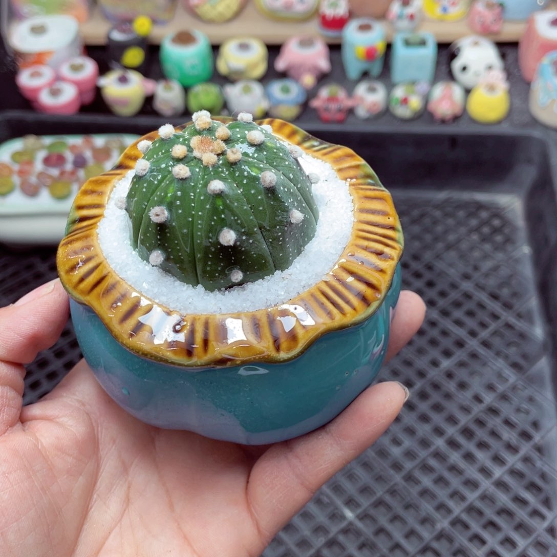 w5232 带盆土发货-零下地区拍保温箱