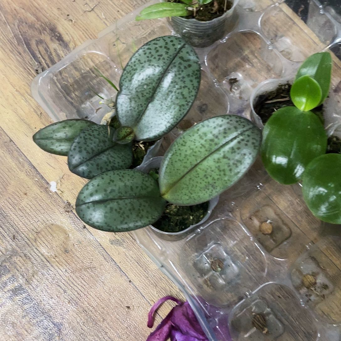 当前无花栽培后可以开花蝴蝶兰槟榔西施1.7