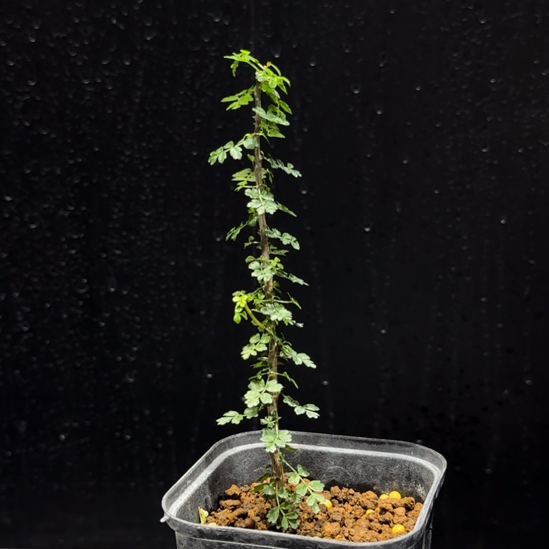 索科特拉没药扦插