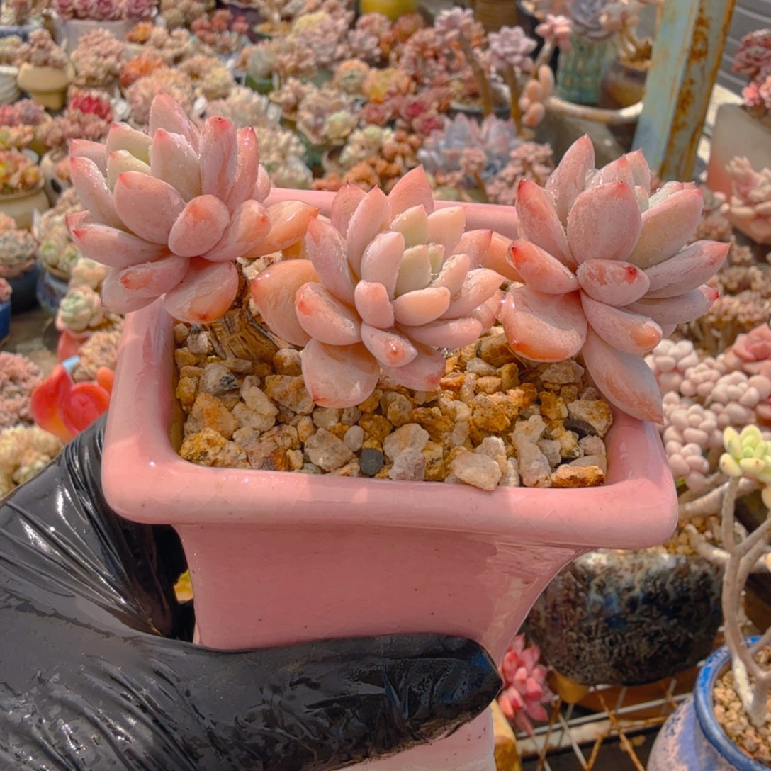 星星雪一图一物拍不退不换满68包顺丰