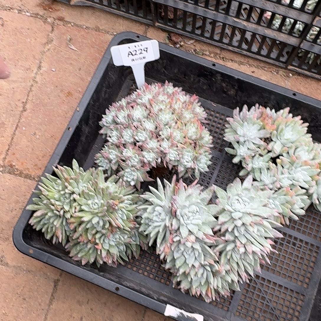 用***4多肉植物仙女杯A229