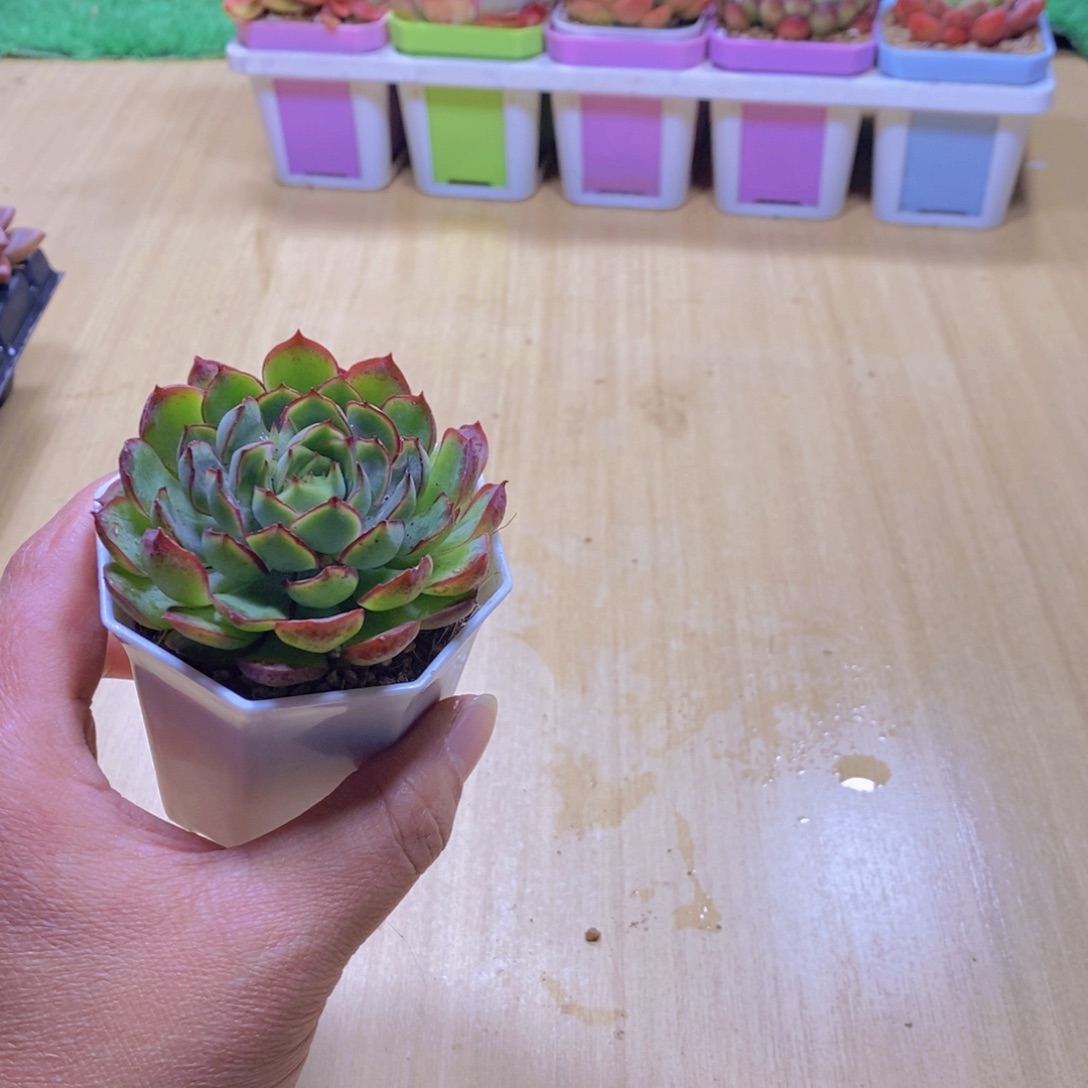 无花朵多肉植物梦幻玫瑰送白方盆