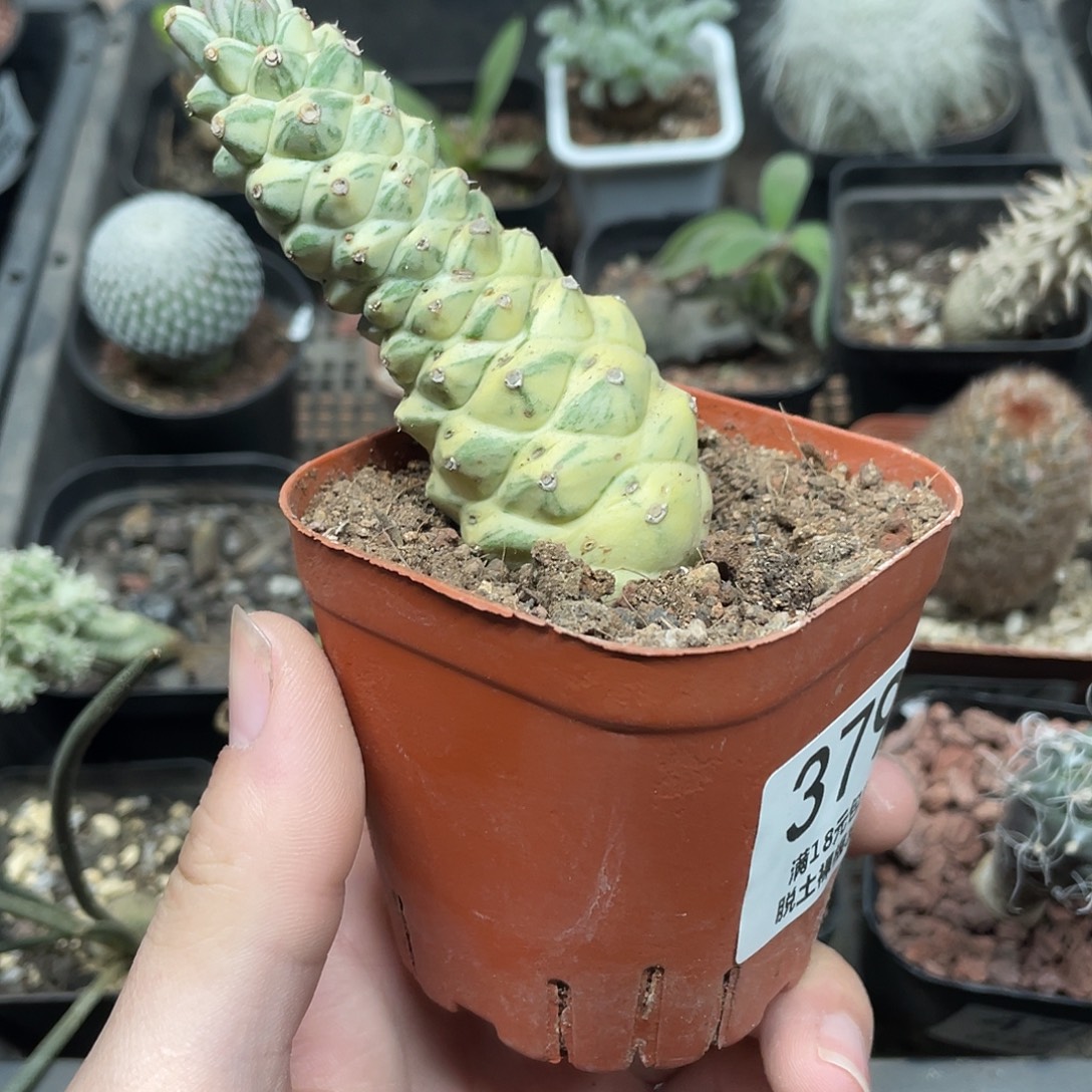 379将军阁锦（满18包邮）