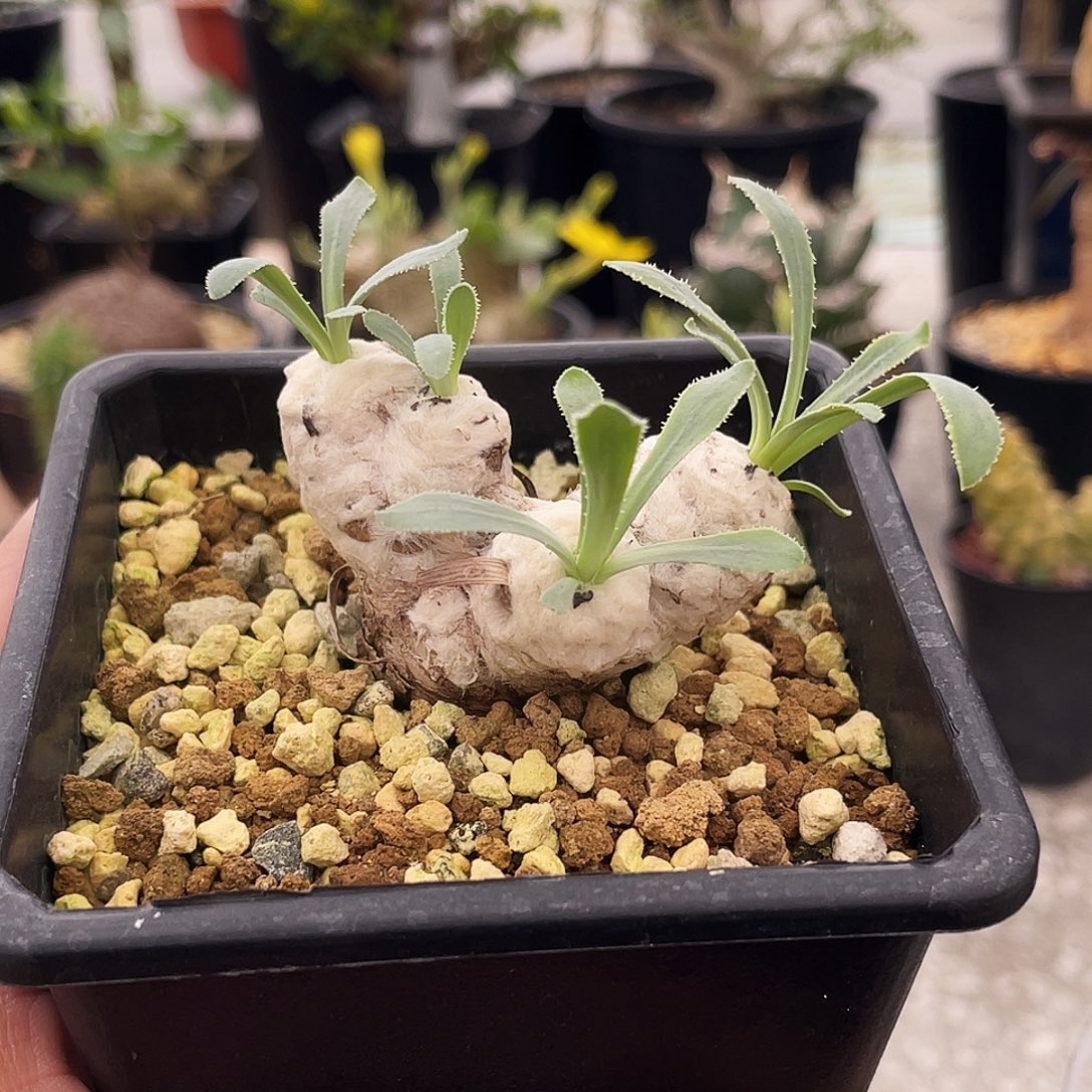 刨花老庄66666666666