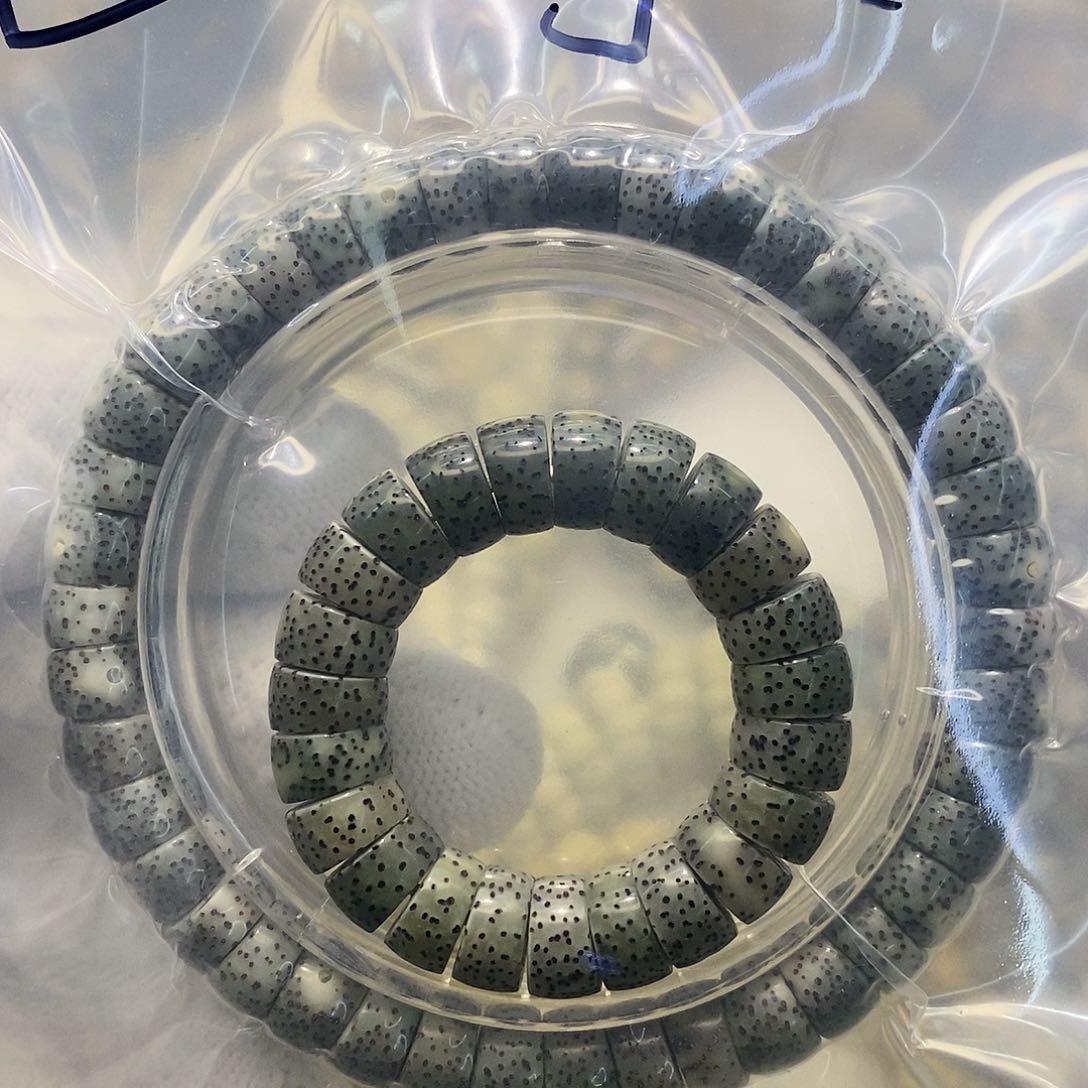 星月菩提手串【****】海南