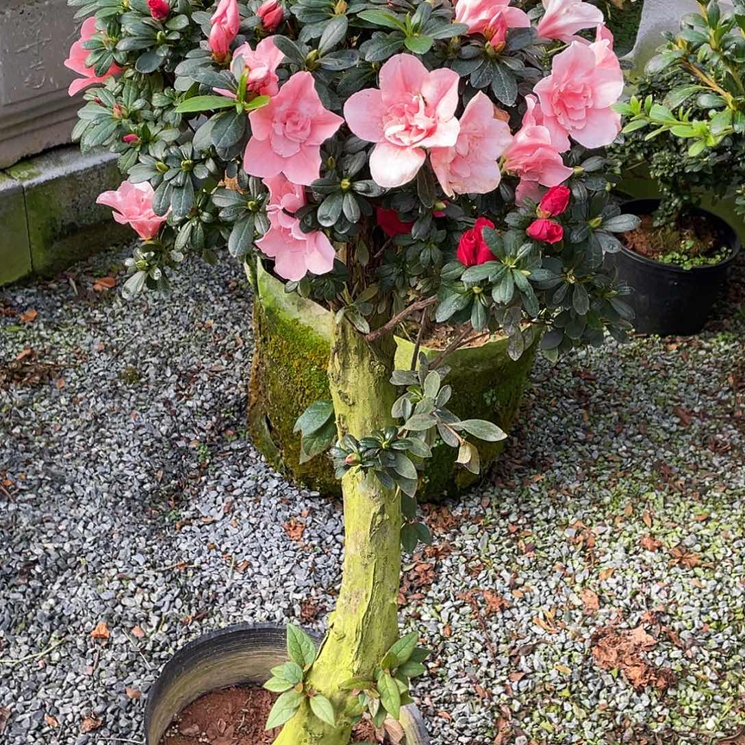 当前无花朵，栽培后可花朵用****0