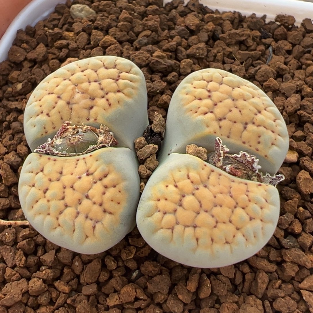 小***俞841多肉植物种类多样