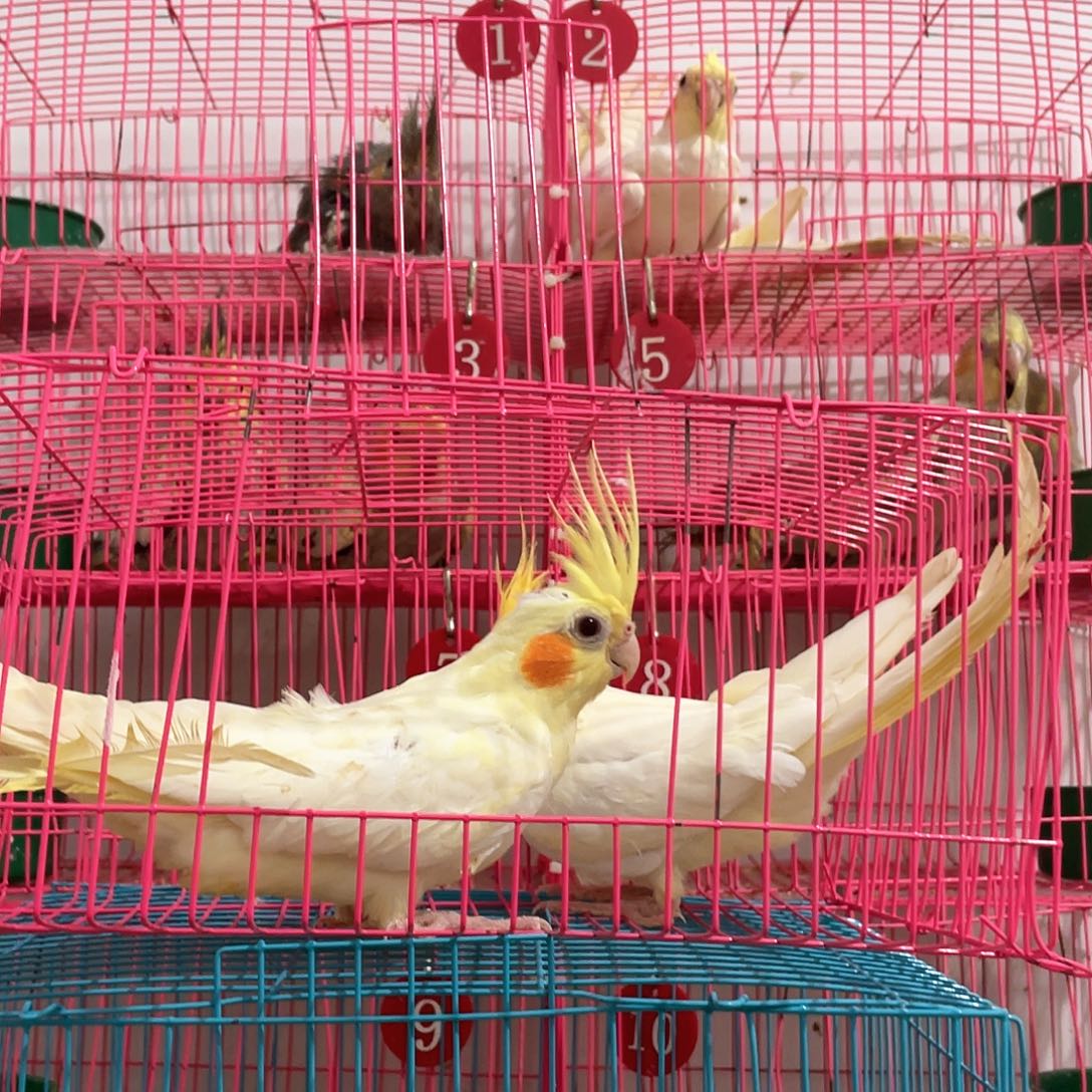 玄凤鹦鹉/鸡尾鹦鹉