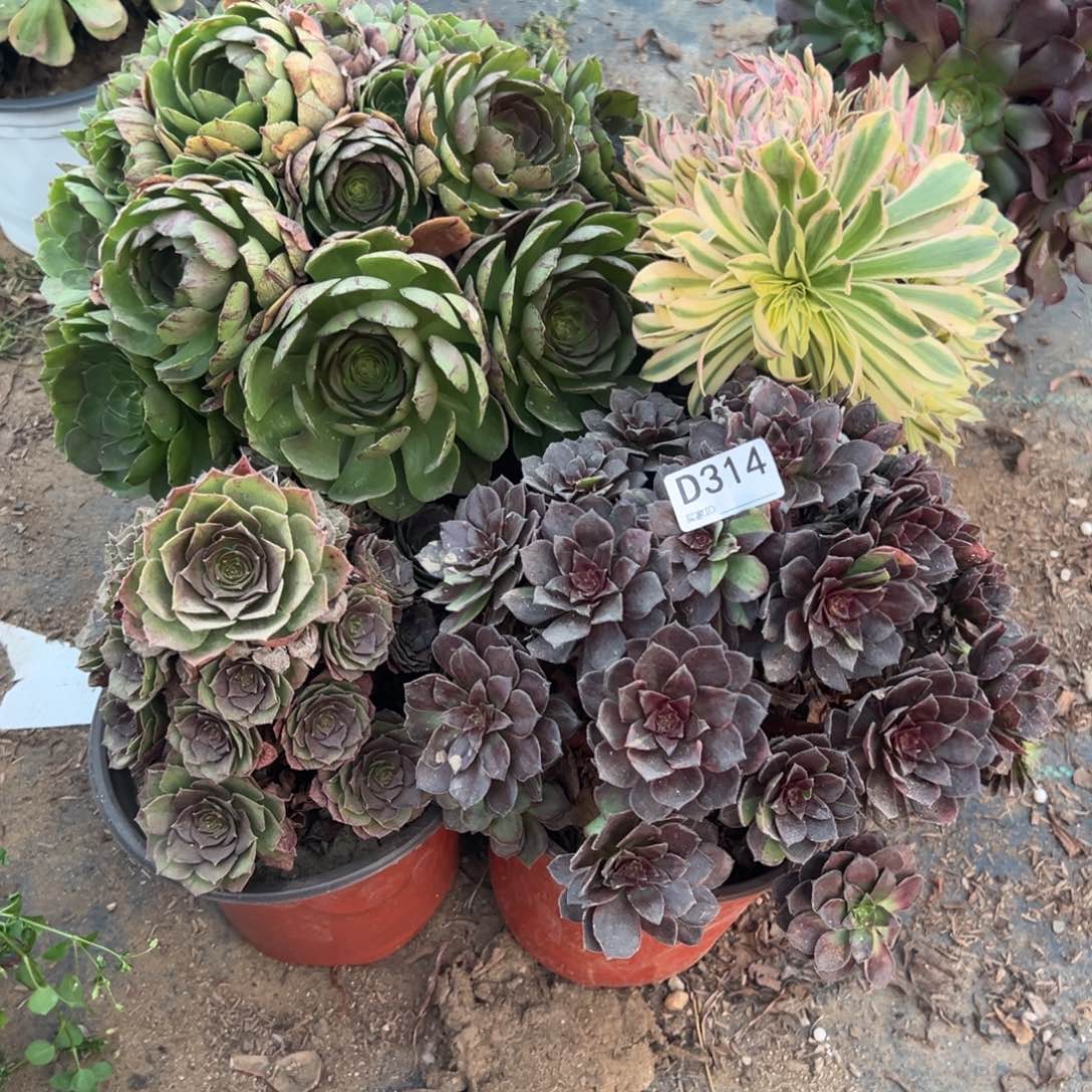 314四颗组合多肉植物法师