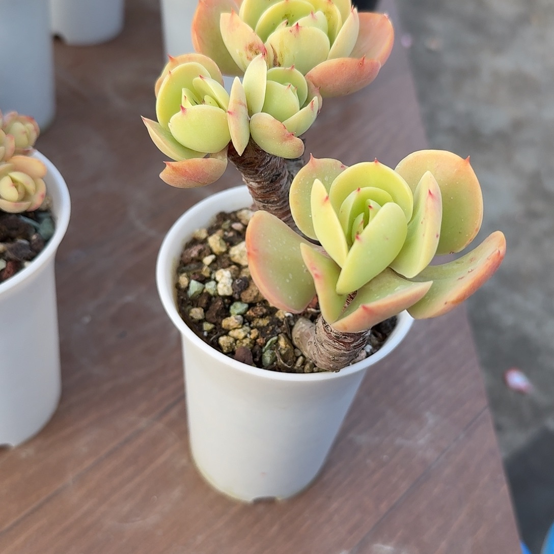 A***D鸡蛋碧桃多肉植物一颗