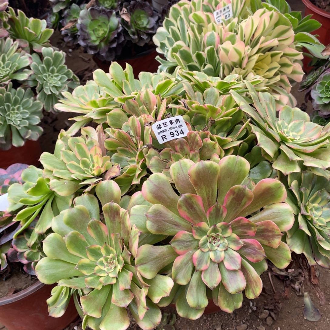 934沙皇多肉法师断枝不包