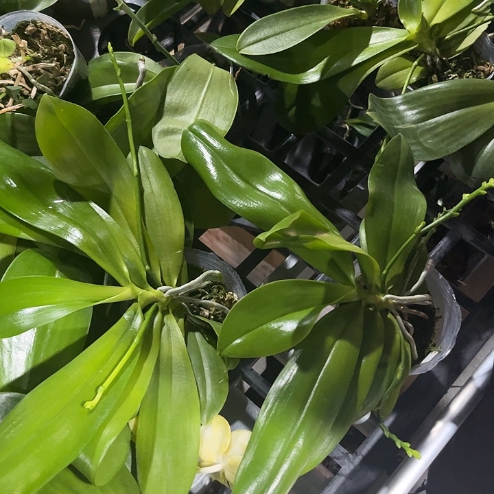 完全开放盾花红白跳