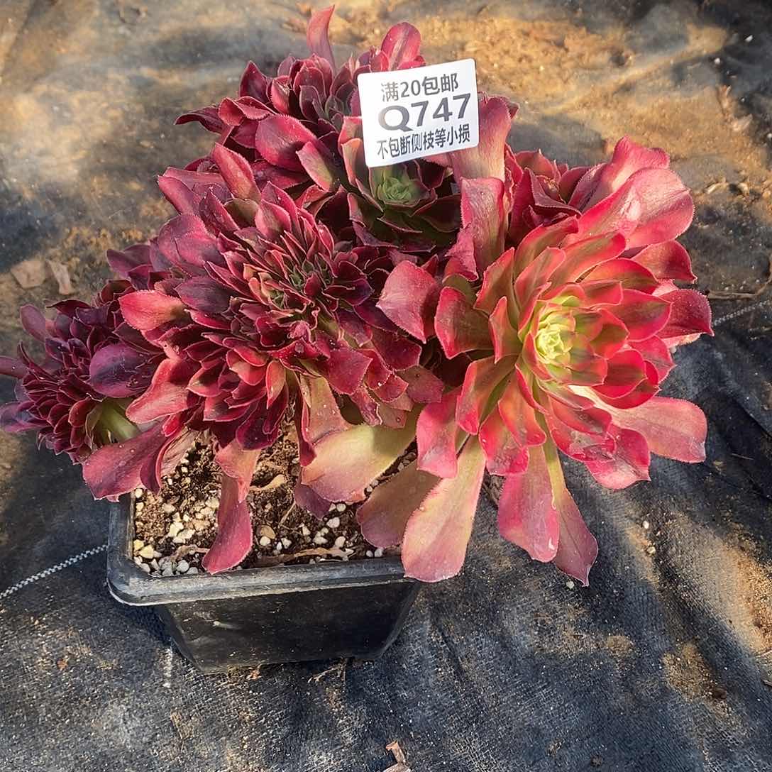 747香妃缀化多肉法师锦