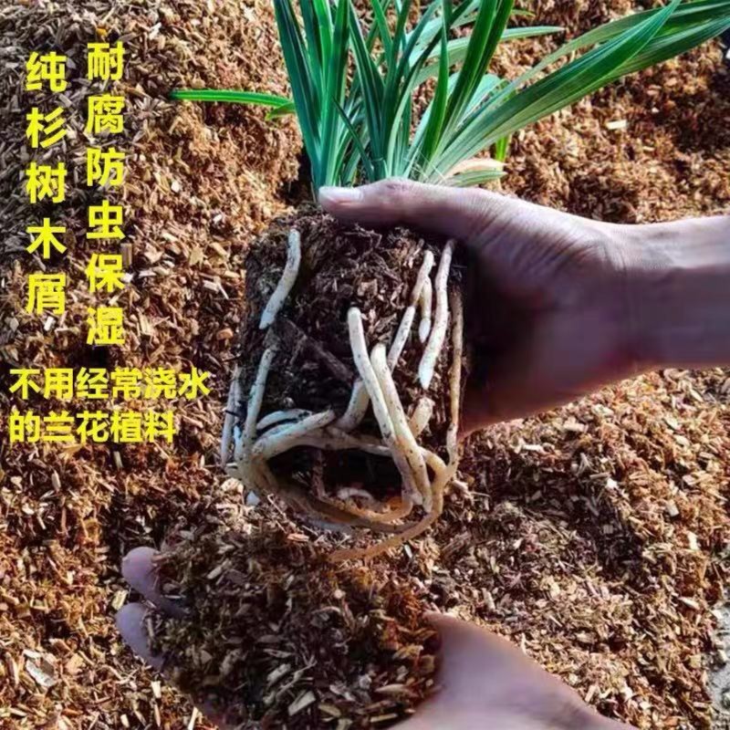  兰花植料（花土）无菌透气 防虫疏松透气 纯杉木屑 绿植兰花好养活