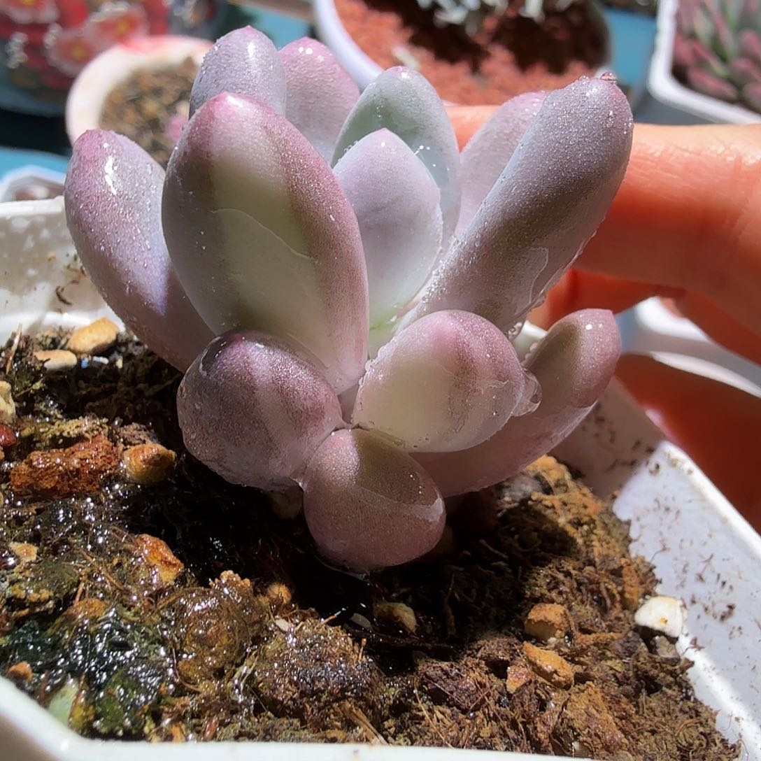 奶酪锦，多肉植物