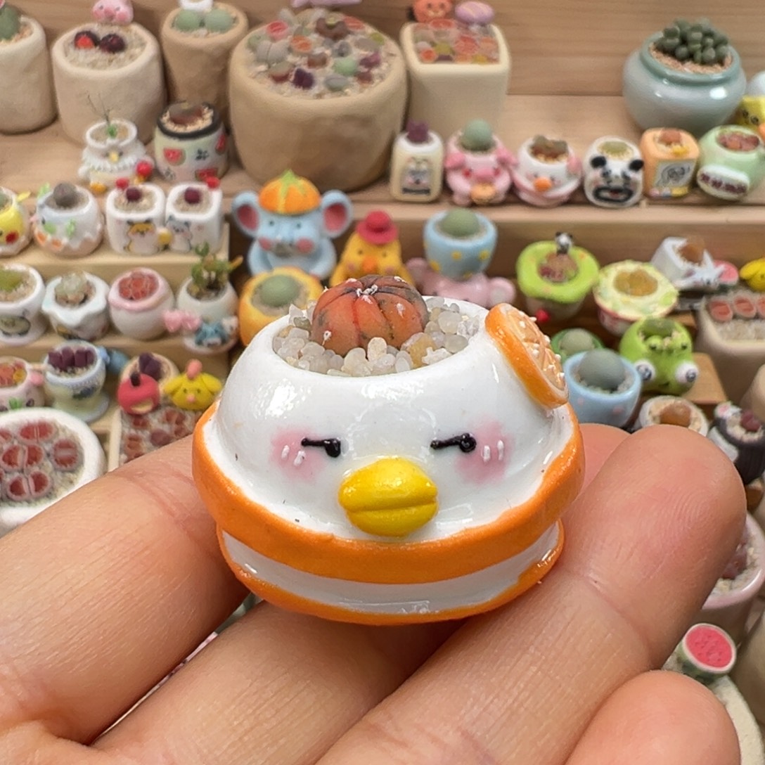 多肉植物101号兜锦