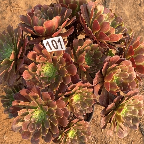 101满十八包邮偏远勿拍