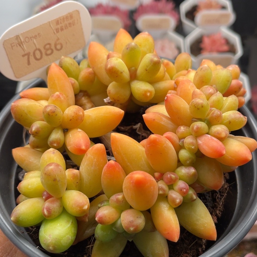 黄香蕉7086-12.0厘米