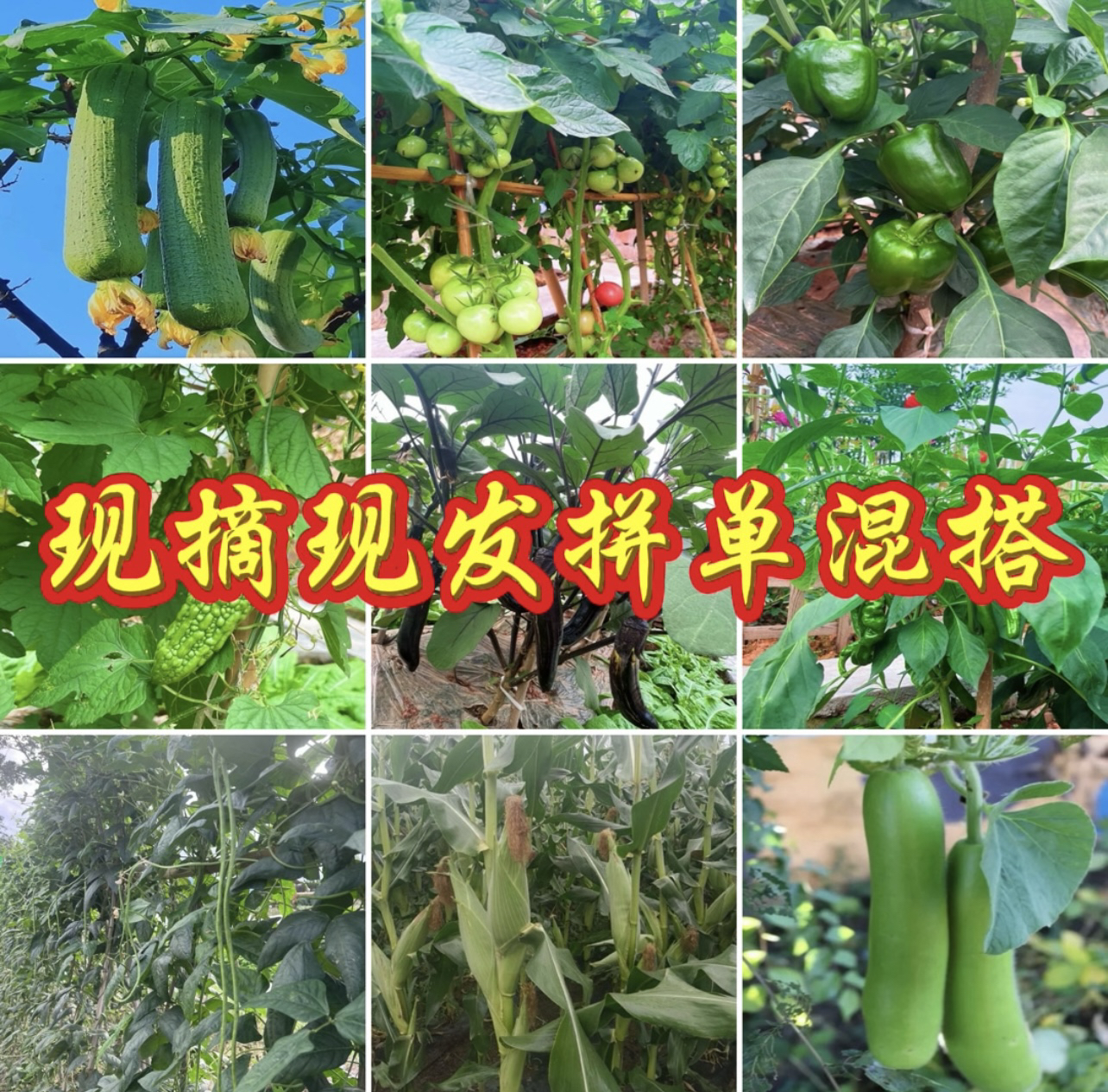 农家菜地现摘现发混搭拼单农家时令瓜果蔬菜