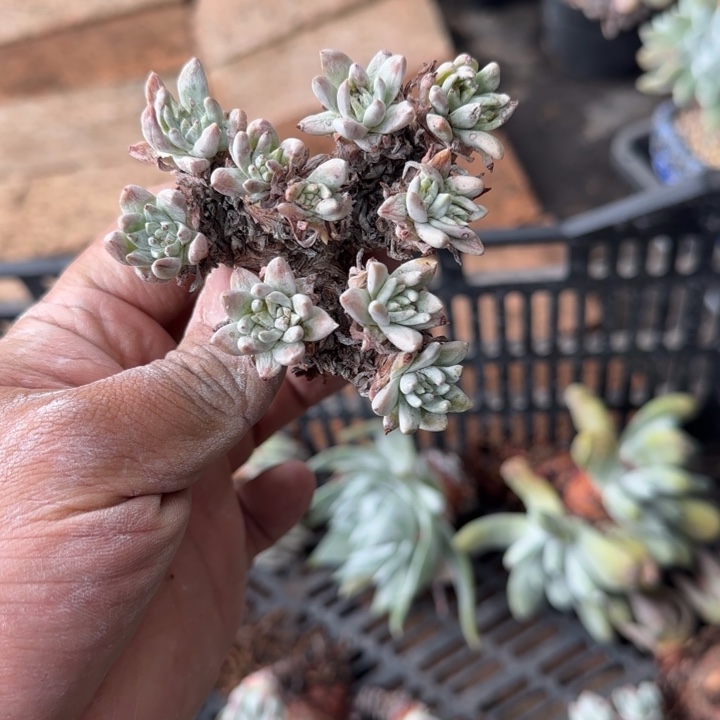 9号丸叶白菊福利啦啦啦了