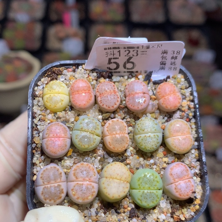 精品生石花123.56