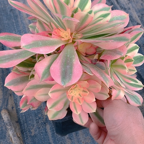 556粉女巫多肉植物