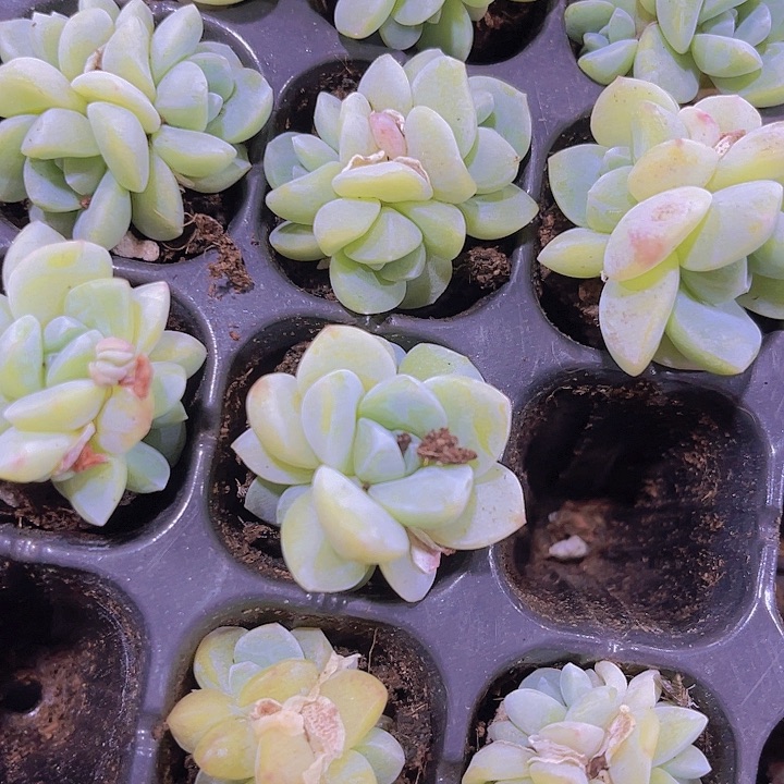 精品穴盘冰玉群多肉