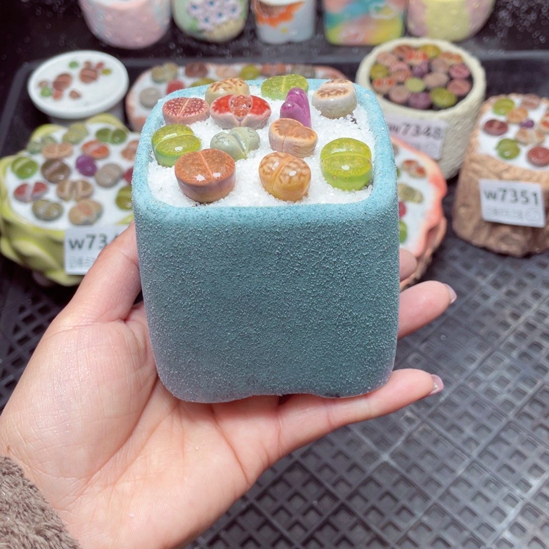 w7352 -零下地区拍保温箱-15支持寄养