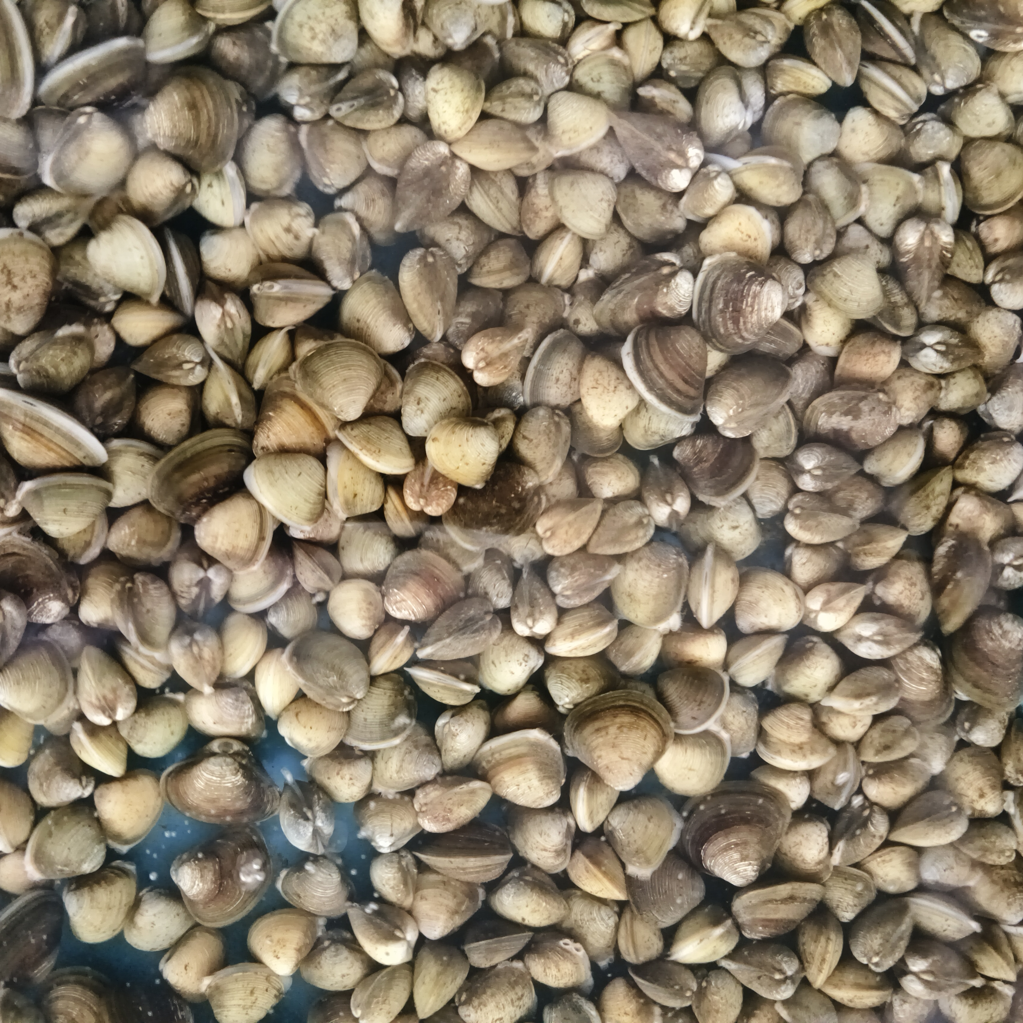 【顺丰包邮】可食用可养殖蚬子活蚬子淡水蚬子新鲜美味野生蚬子