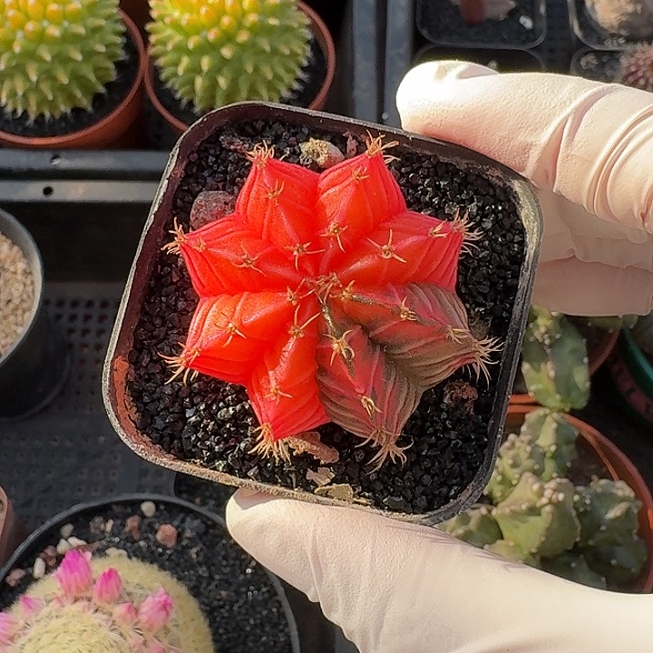 肋骨牡丹锦仙人球