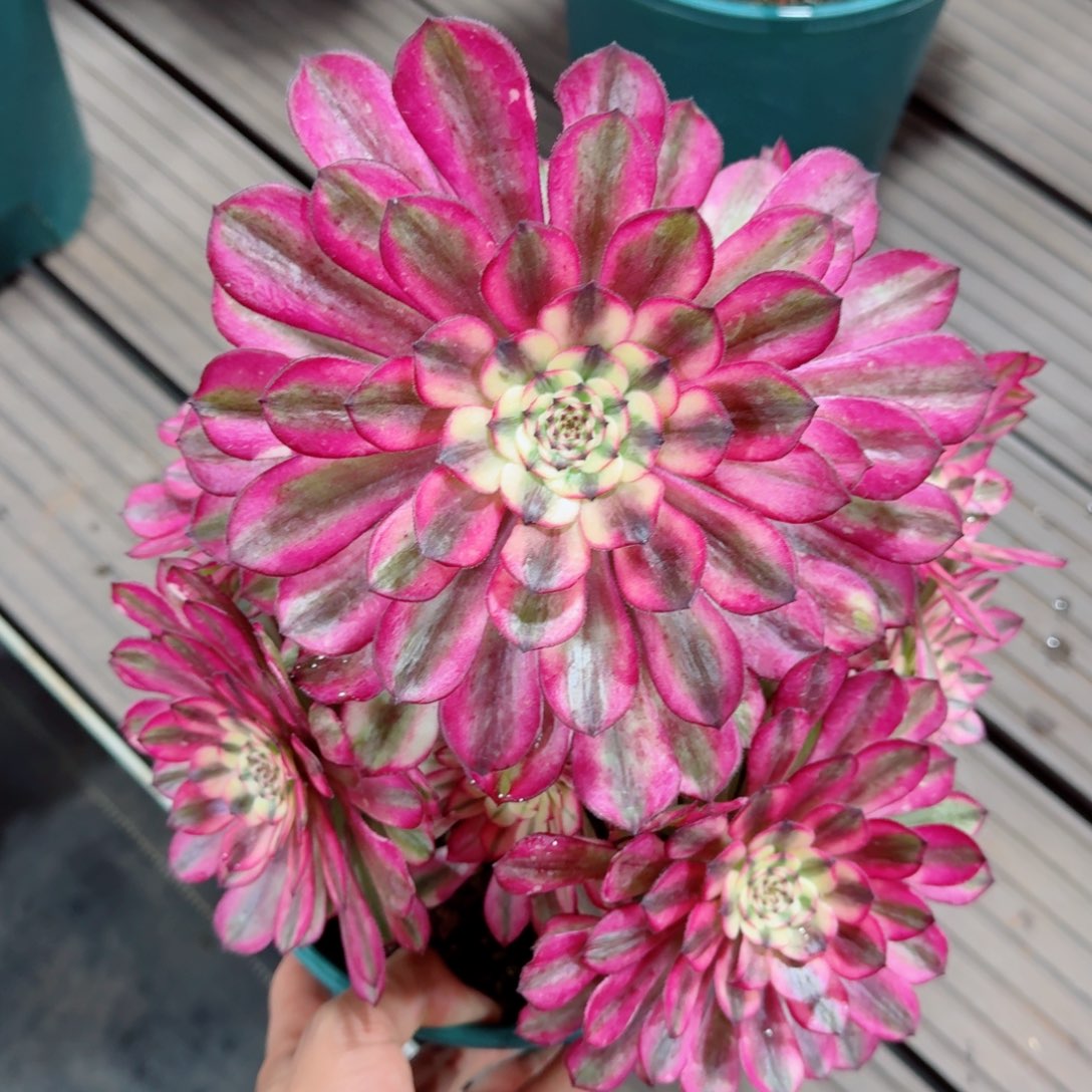 多肉植物发货发货