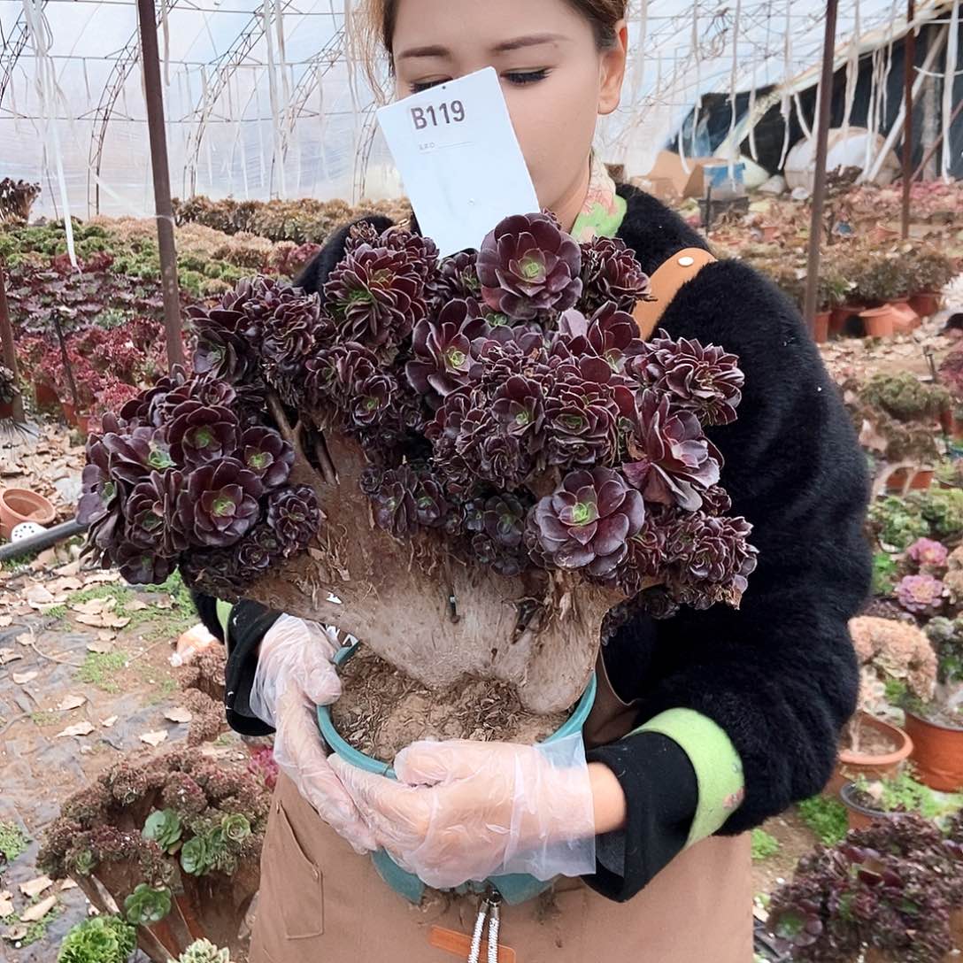 @***静完全开放B119欧紫