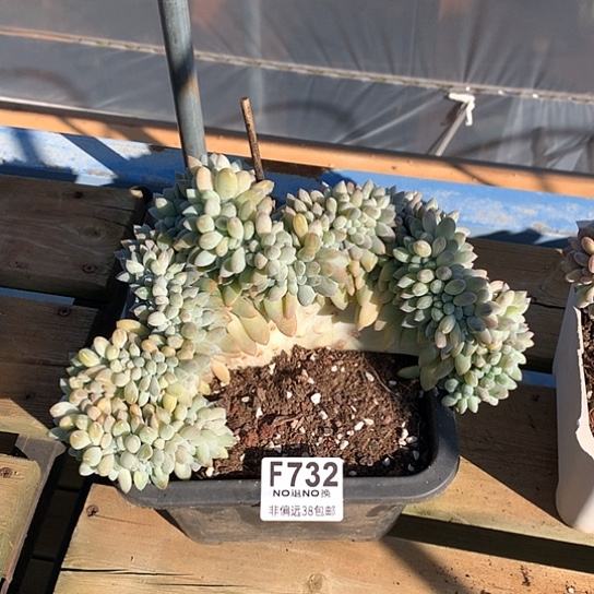 奶糖缀化732 亏本处理 退款拉黑7/8天发货