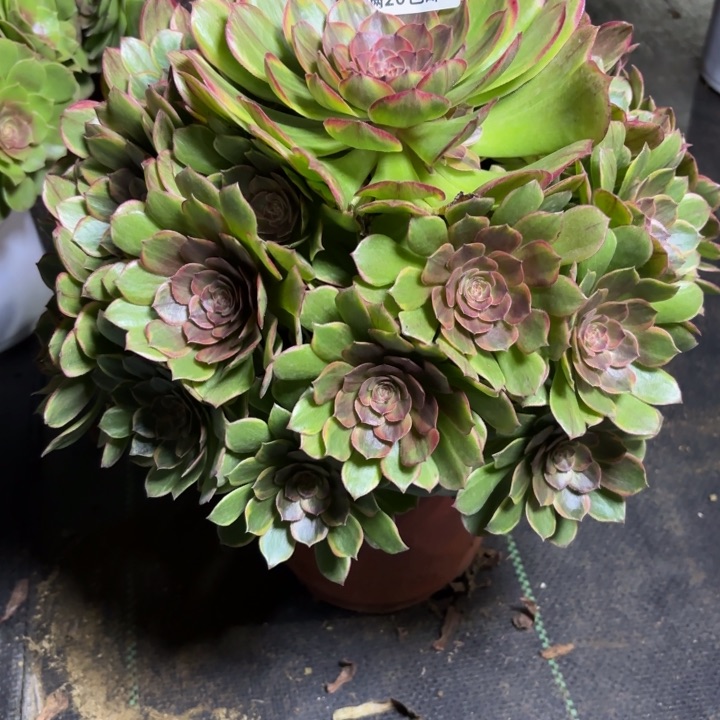 瑞妈一物一拍071