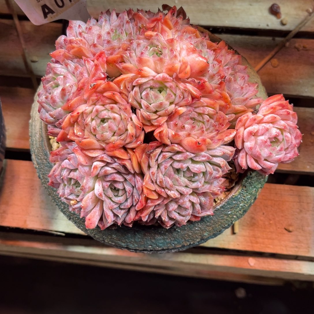 波塞冬duijinlvlvlvlvlvnin