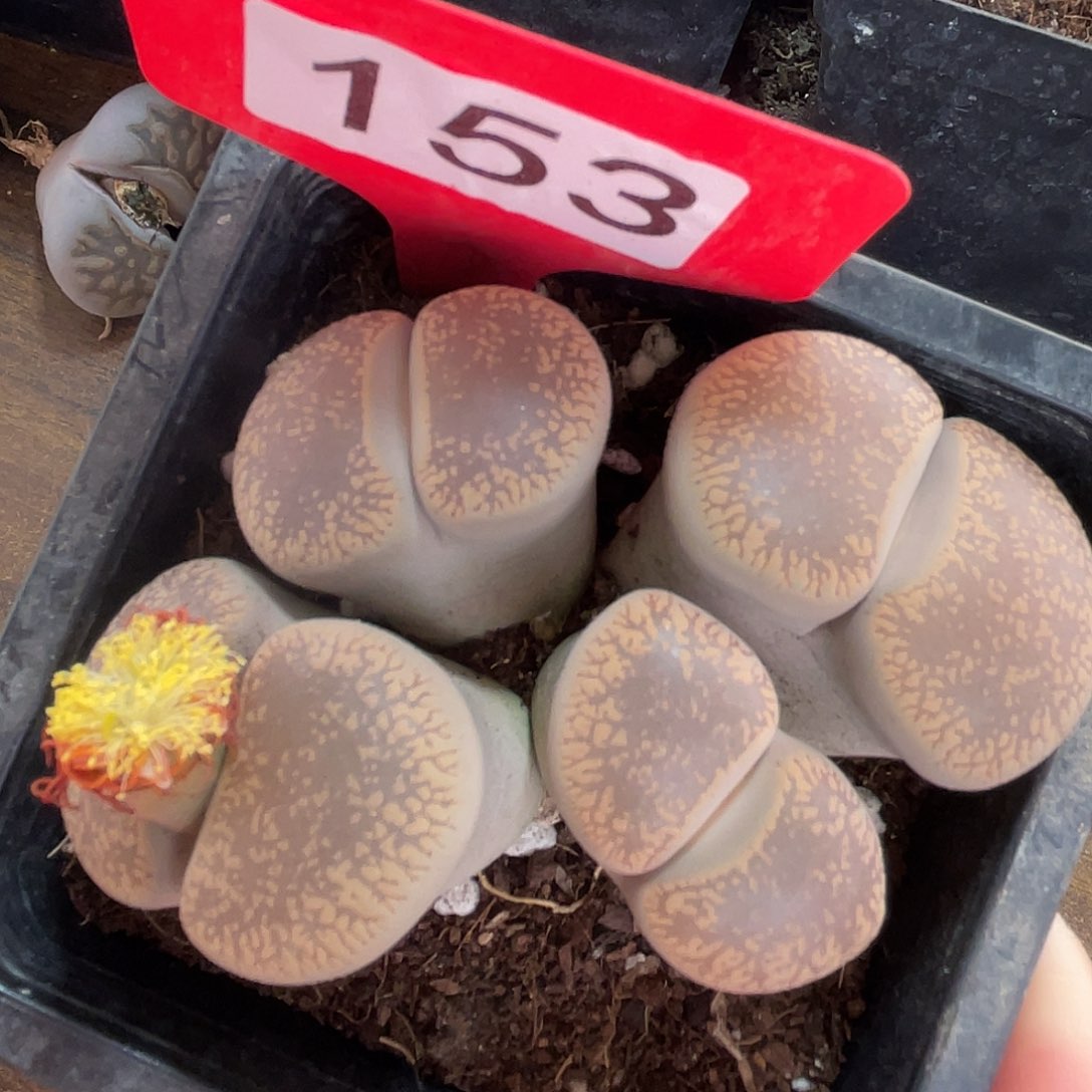 生石花一颗153-……