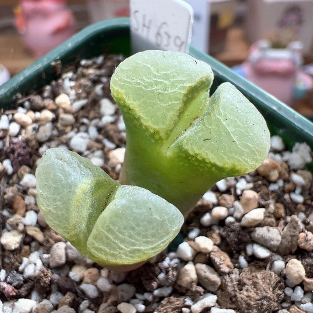 765。青蛙种源SH639唇印