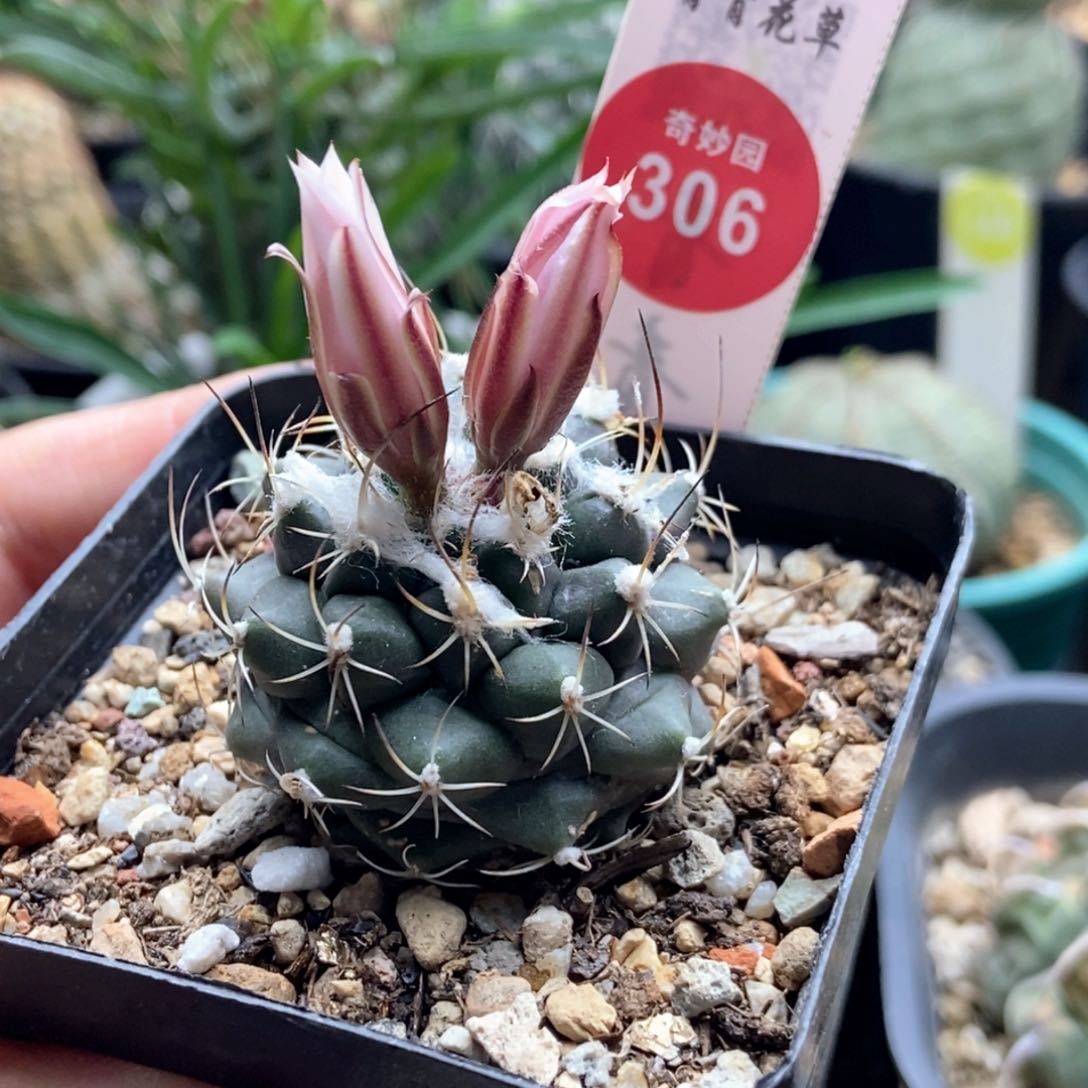 实生刘氏丸娇丽3.9cm