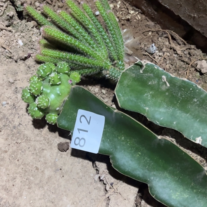 ****桃太郎鼠尾各一棵812