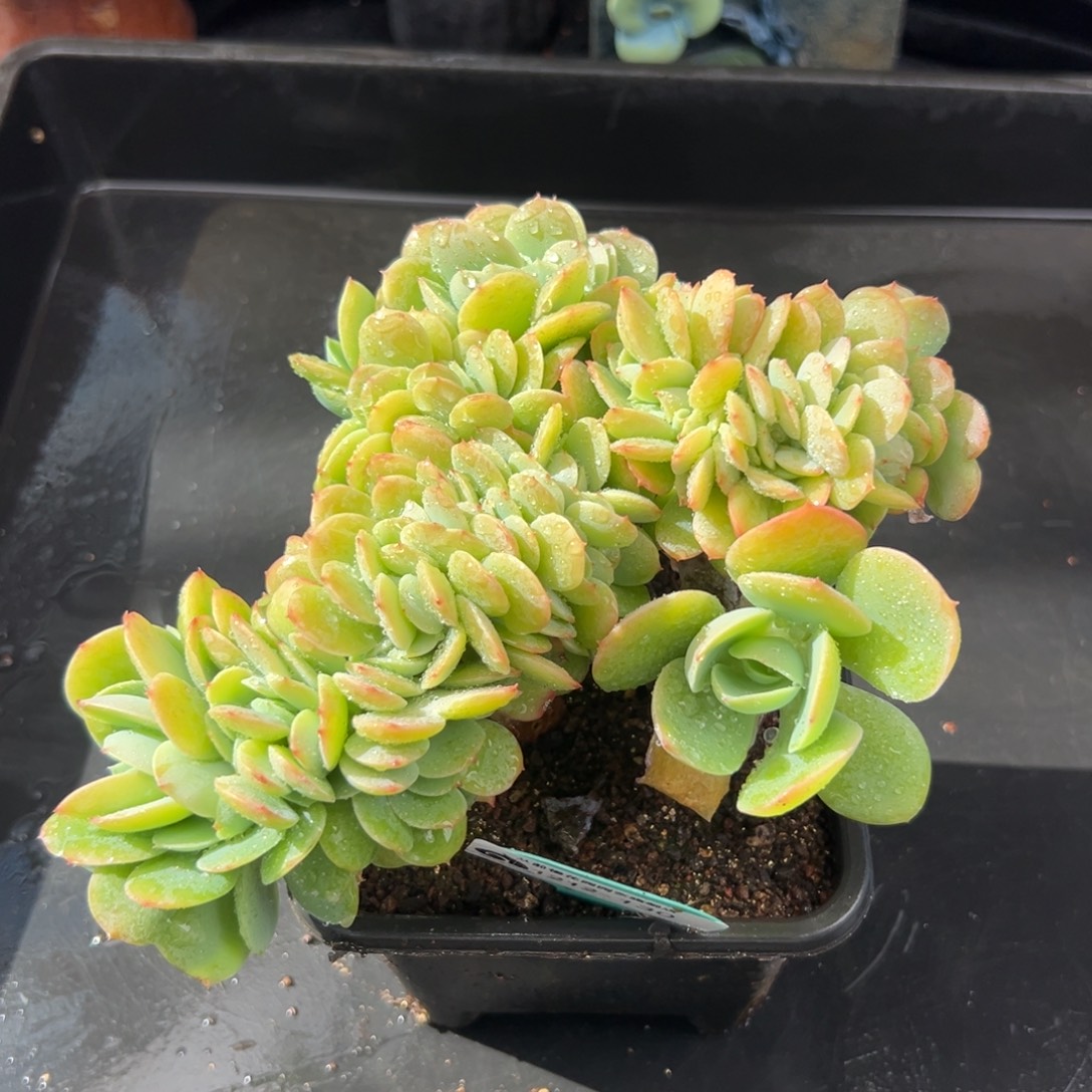 从前慢花园多肉编号1212-130