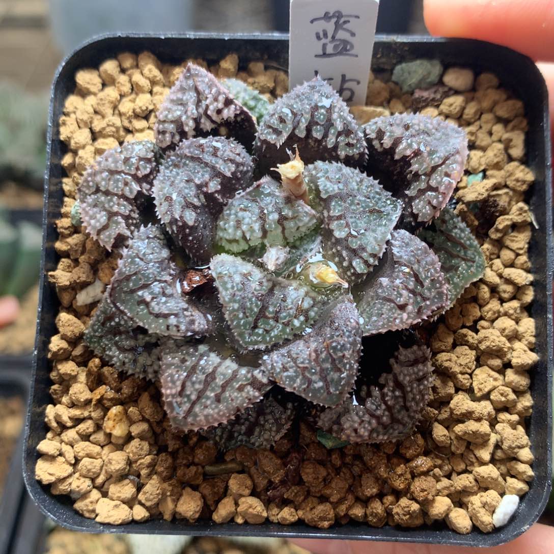 蓝钻一物一拍带盆